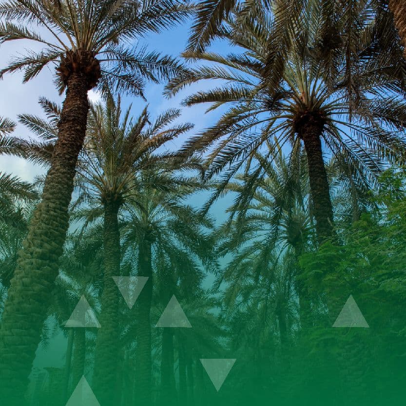 الرياض في يناير 2026م